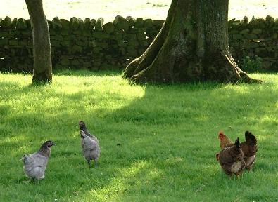 Bluebell hens at Cornhills Farmhouse.